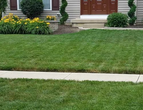 How to Build a Strong Foundation for Your Lawn