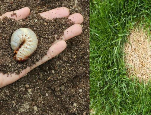 Maintain a Healthy Lawn All Year Round with the Help of Grub Control