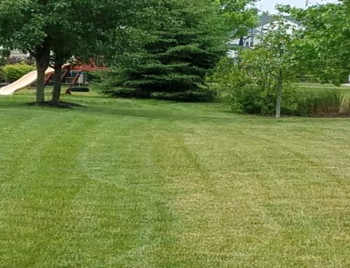 Proper Mowing Techniques to Keep your Lawn Green and Healthy