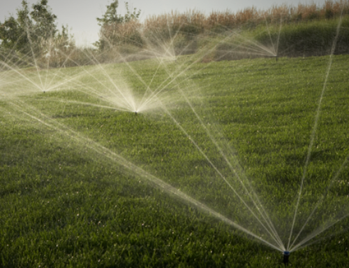 How Often Should I be Watering My Lawn in the Summer