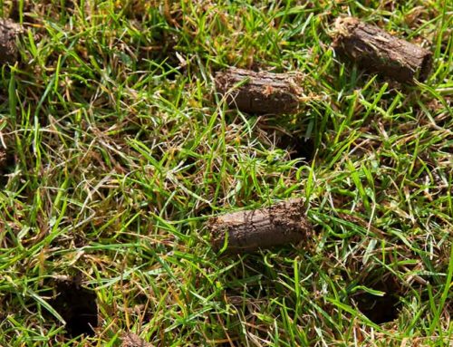 Benefits of Aeration and Overseeding